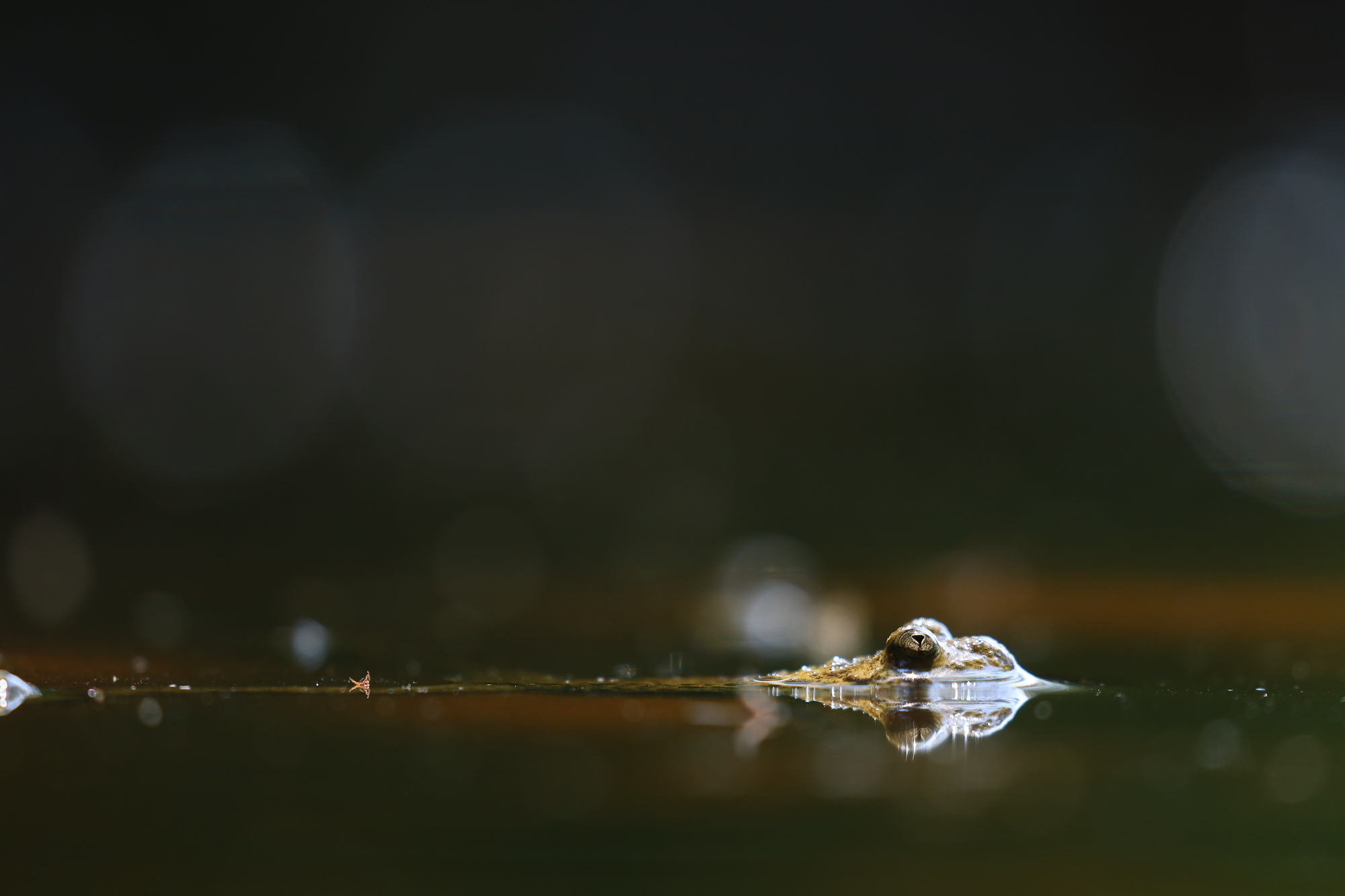 Yellow-bellied toad (Bombina variegata)