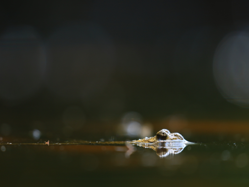 Yellow-bellied toad (Bombina variegata)