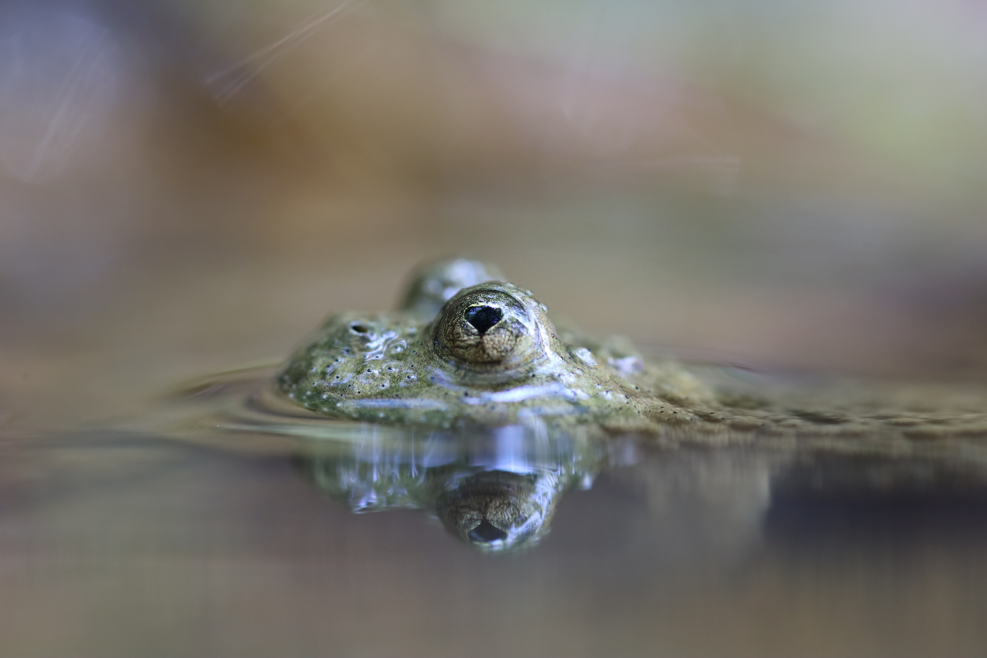 Yellow-bellied toad (Bombina variegata)