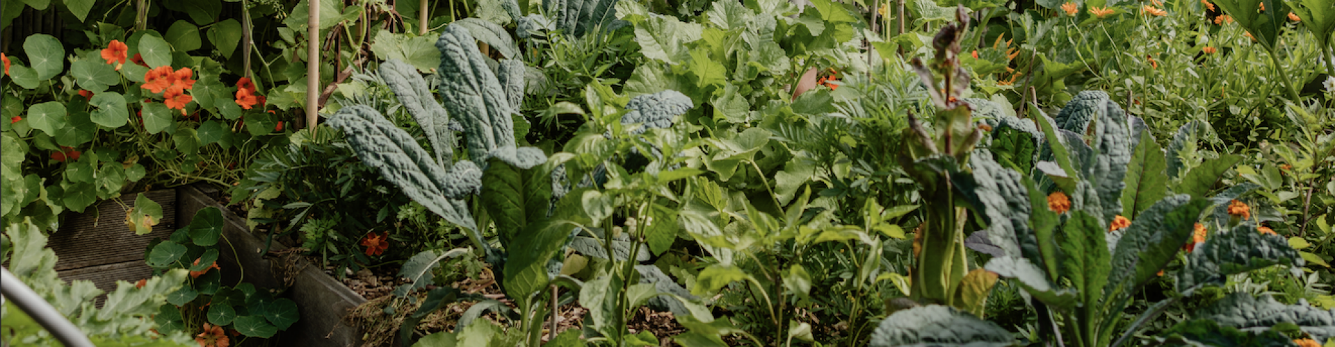 Natuurlijk Moestuinieren! Hét moestuin-kookboek van 2024