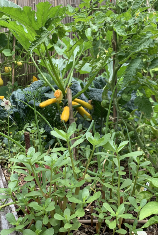 hoe bind je courgette op?