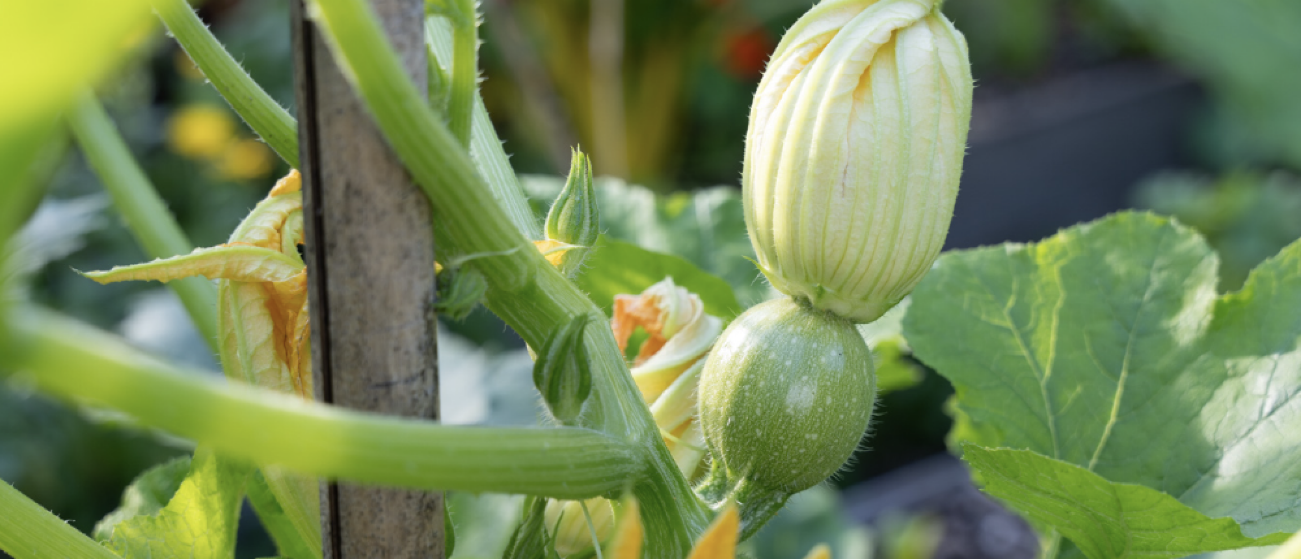 kun je courgette opbinden?