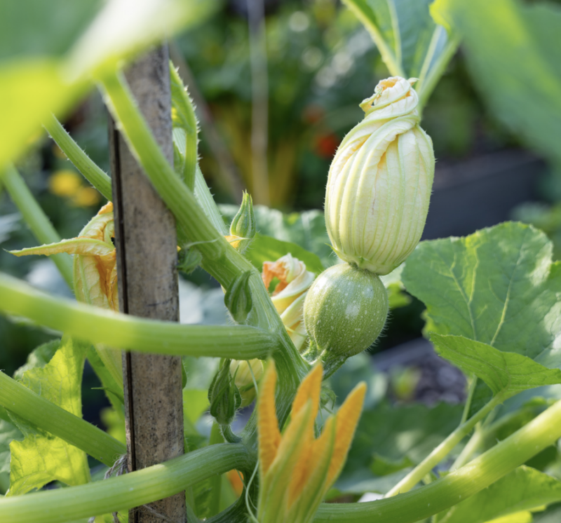courgette polycultuur