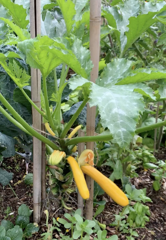 polycultuur courgette opbinden