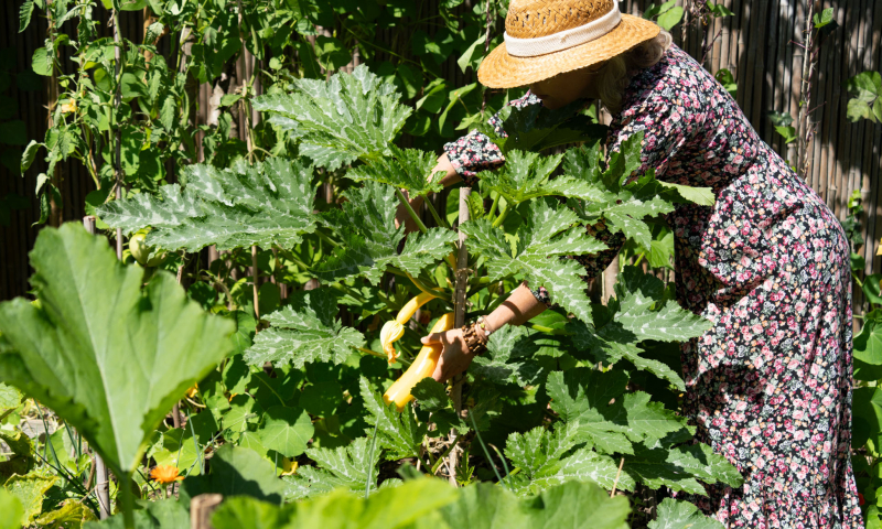 courgette vertikaal tuinieren