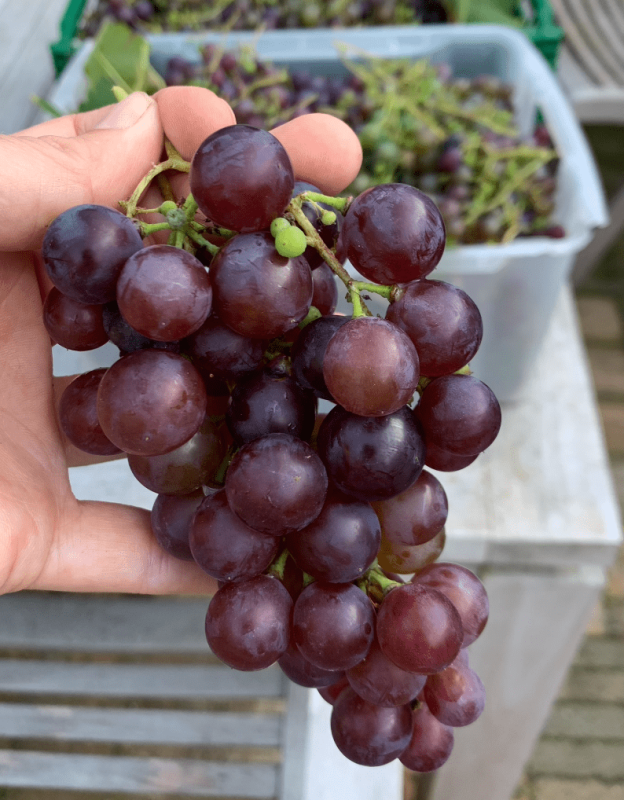 druivensap conserveren