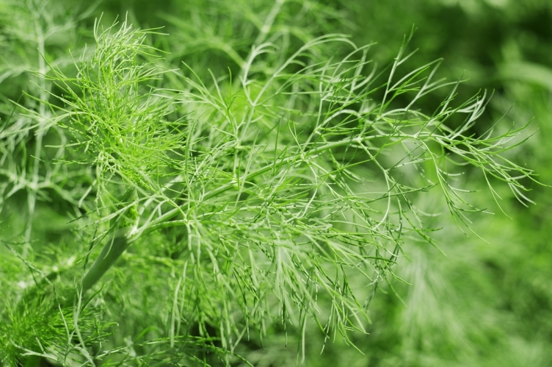 dille polycultuur moestuin
