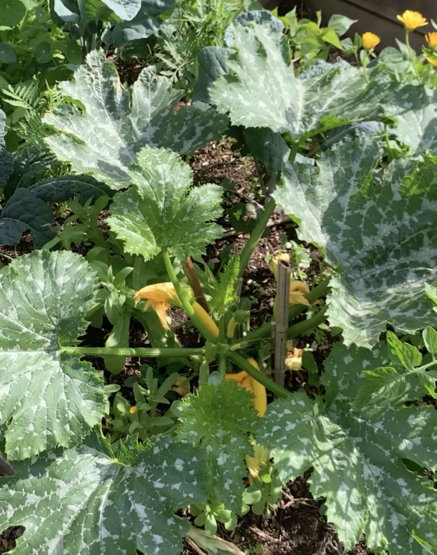 courgette opbinden moestuin