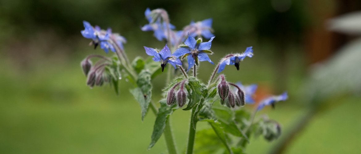 MoestuinLive 5 april - Nomadische eetbare tuin & wildplukken