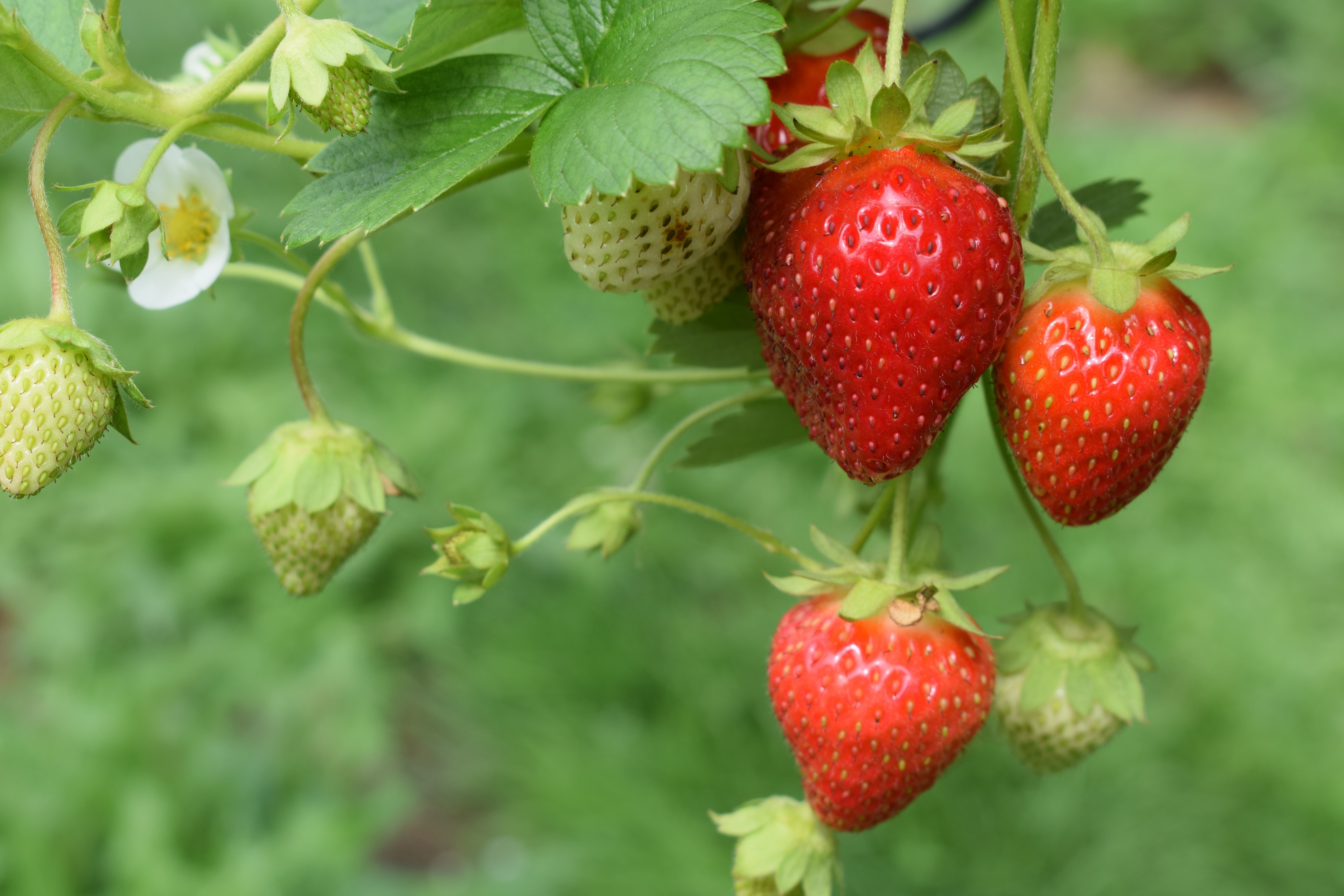 Aardbeien: verzorging en gecontroleerd vermeerderen