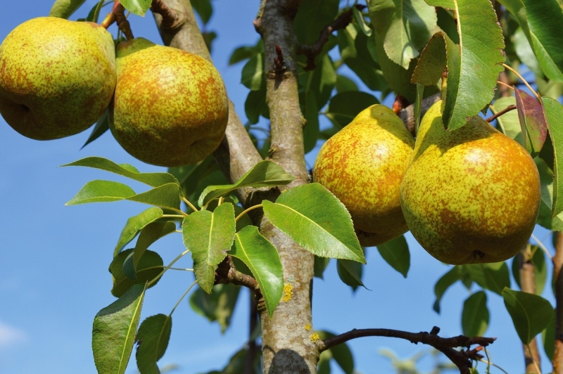 fruitjam maken zonder suiker
