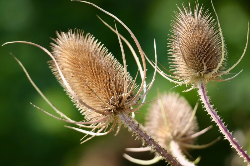 natuurlijke moestuin