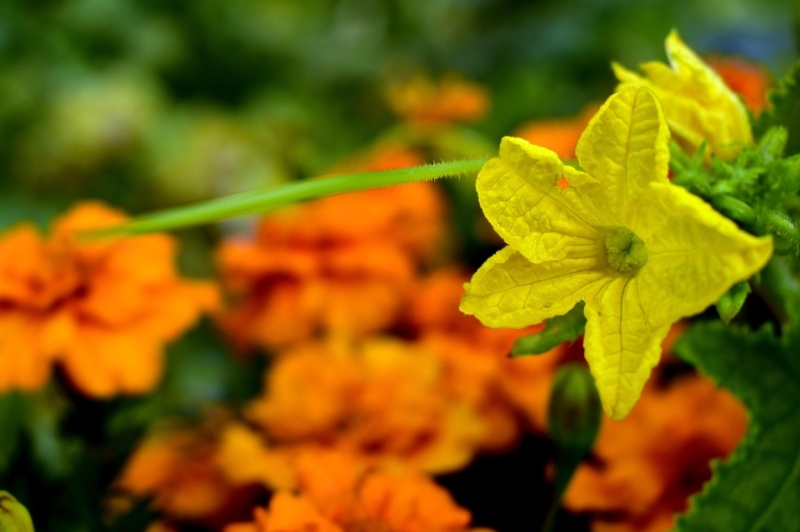 polycultuur moestuin toepassen combineren combinatieteelt