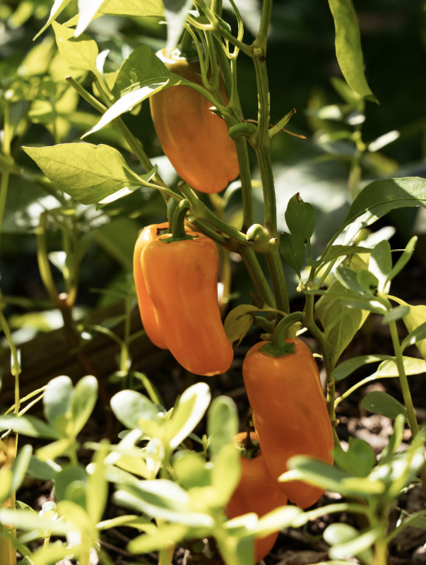 polycultuur moestuin toepassen combineren combinatieteelt