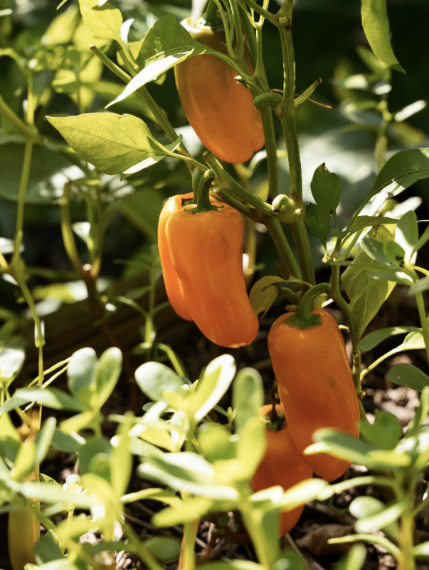 polycultuur moestuin toepassen combineren combinatieteelt