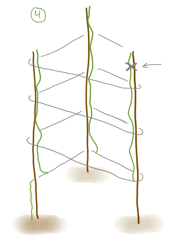 verticaal tuinieren met pompoen