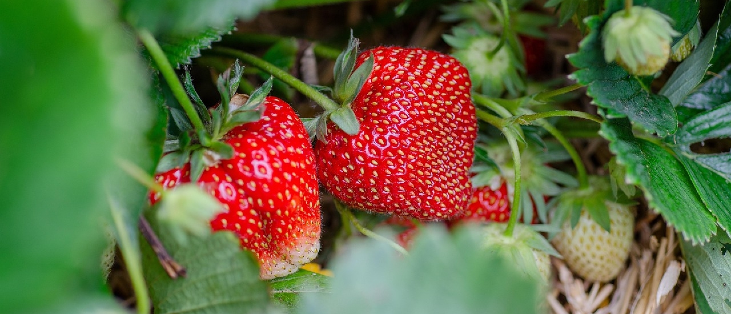 recept dessert aardbeien