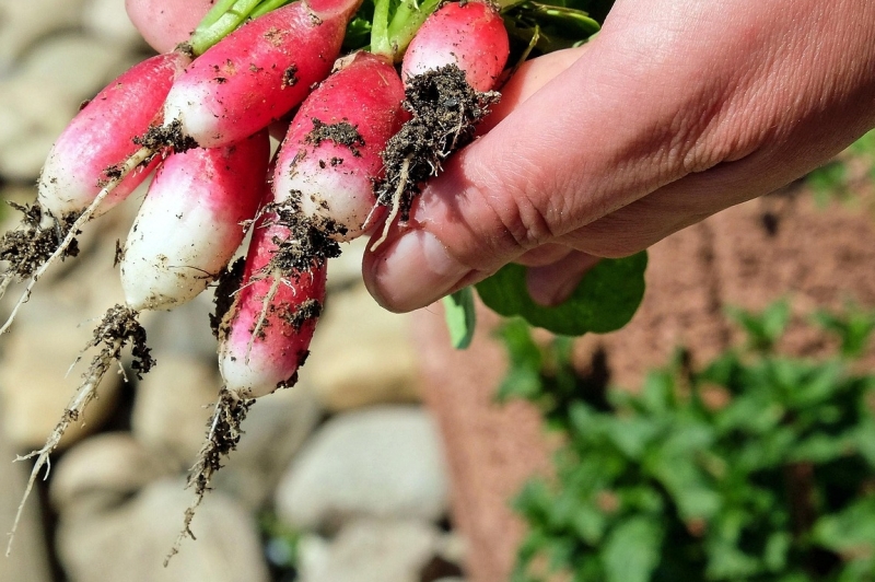 polycultuur moestuin toepassen combineren combinatieteelt