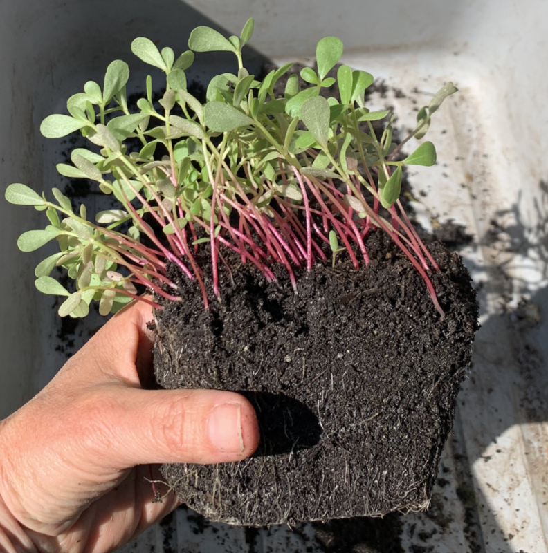 voorzaaien turfvrij moestuin