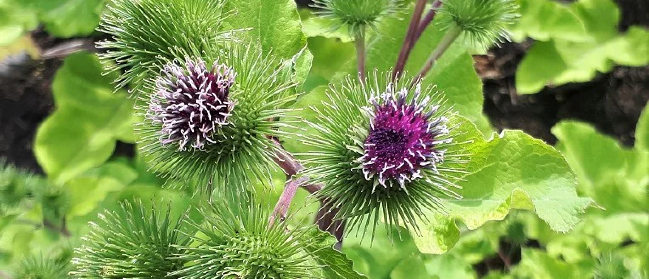 Burdock