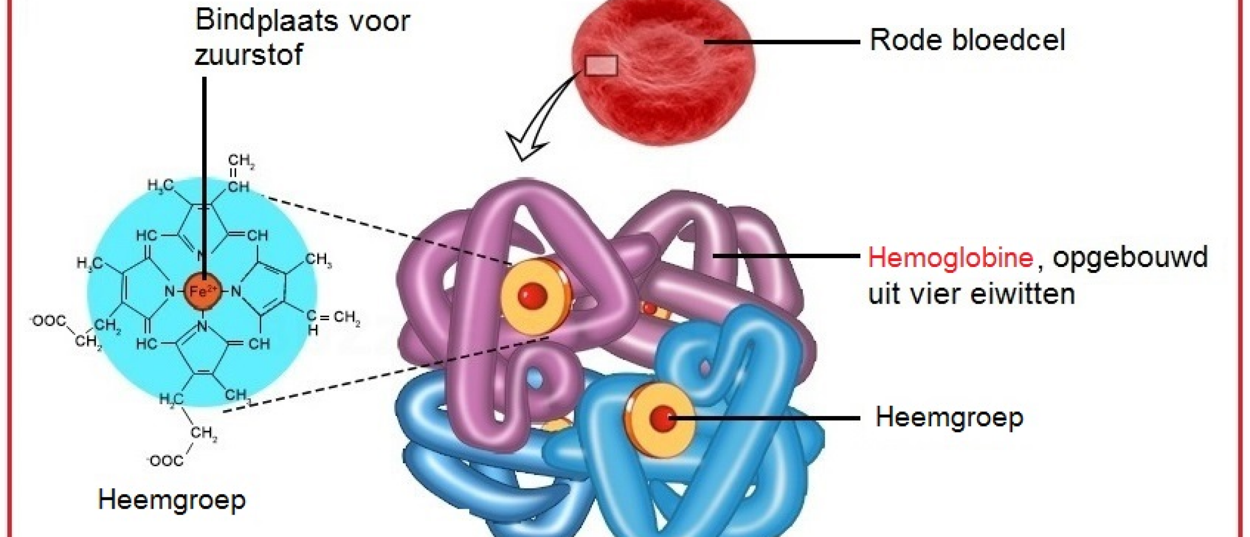 Hemoglobine