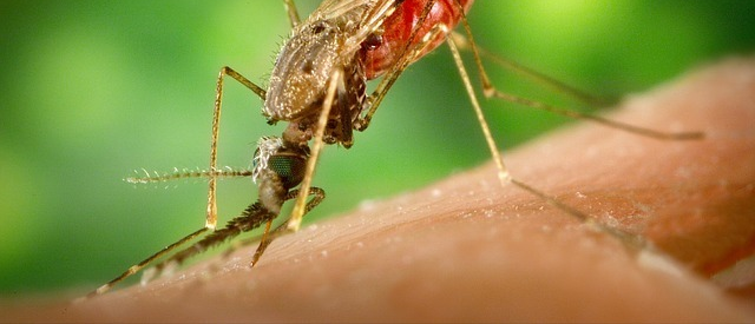 Malaria en jonge kinderen