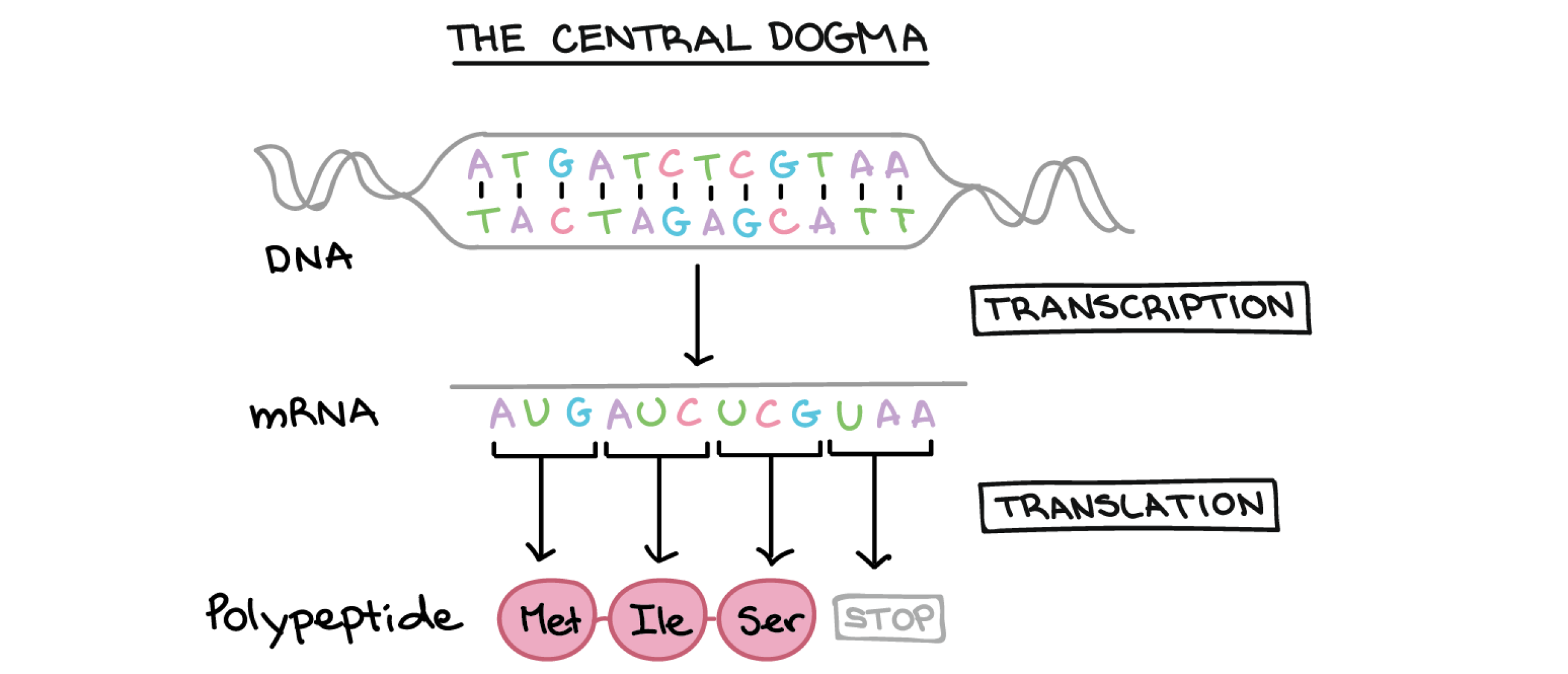 Peptides