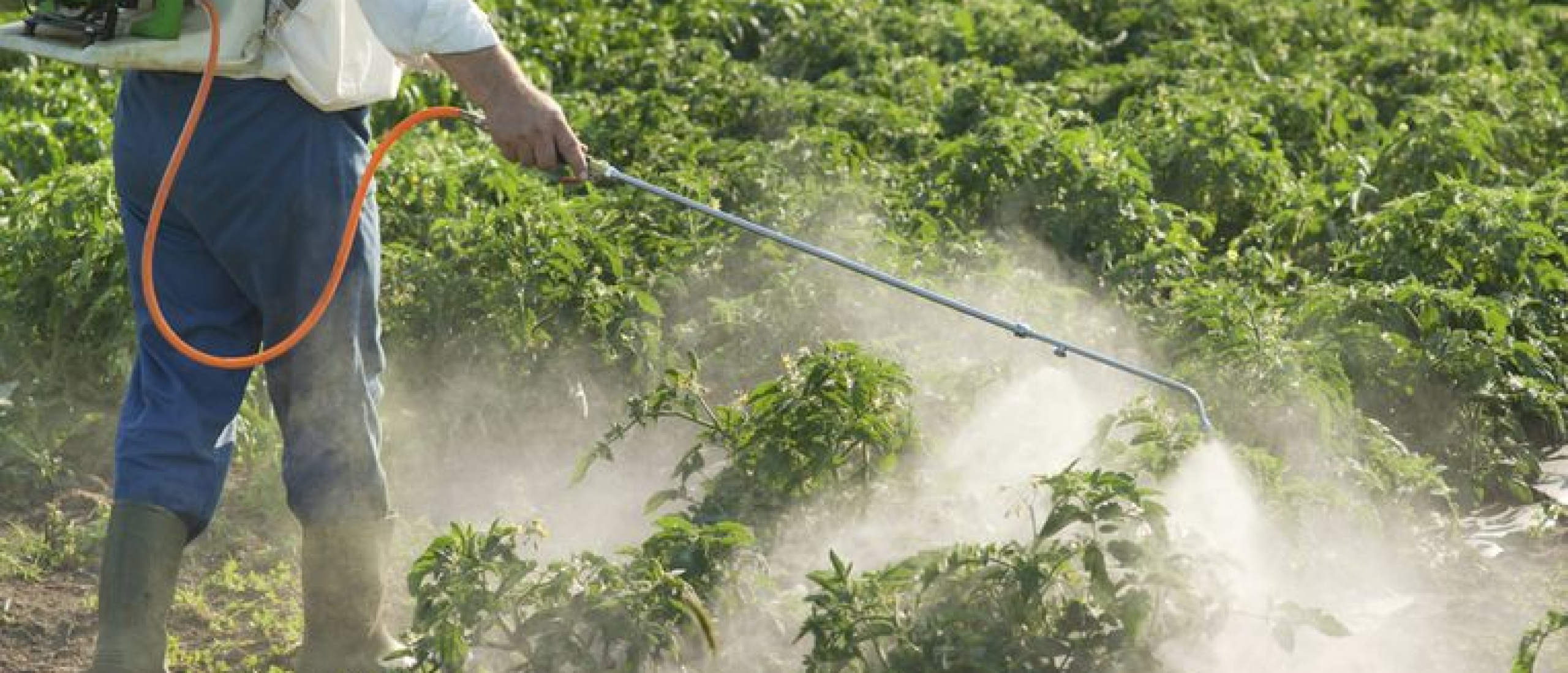Welke 5 pesticiden zijn het meest schadelijk voor de menselijke gezondheid