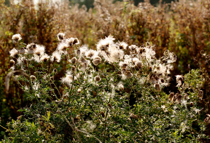 Everdingen-natuur