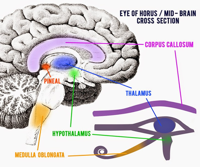 Horusoog en ons brein