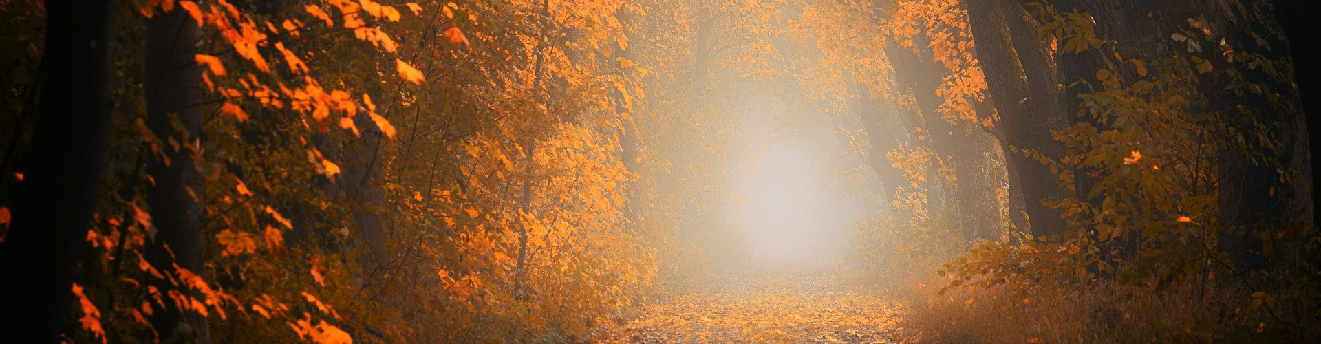 als je door de bomen het bos niet meer ziet