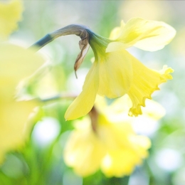 nu lichter levend de lente in - afbeelding narcis in licht
