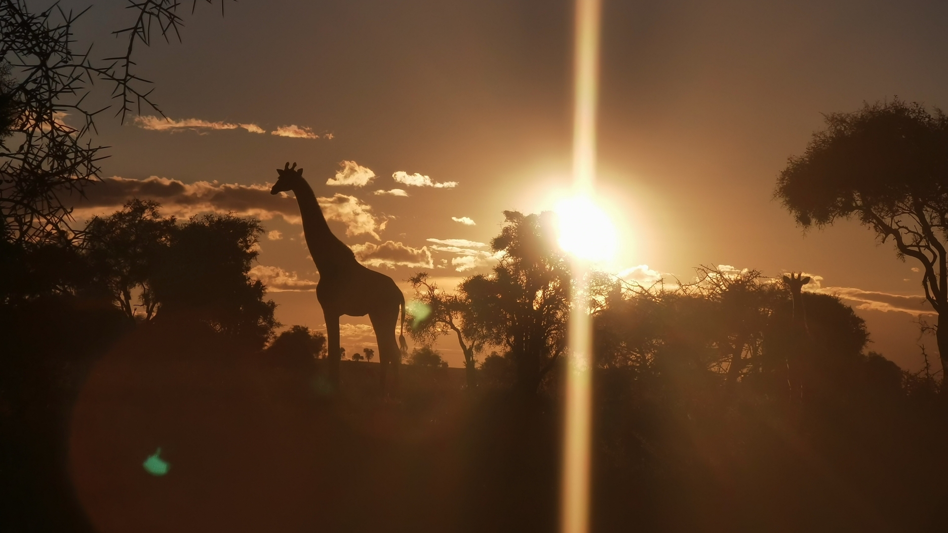 Giraffe met ondergaande zon