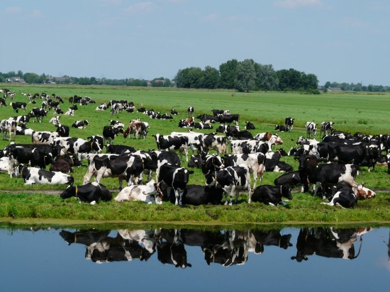 Koeien van Kaasboerderij Schep