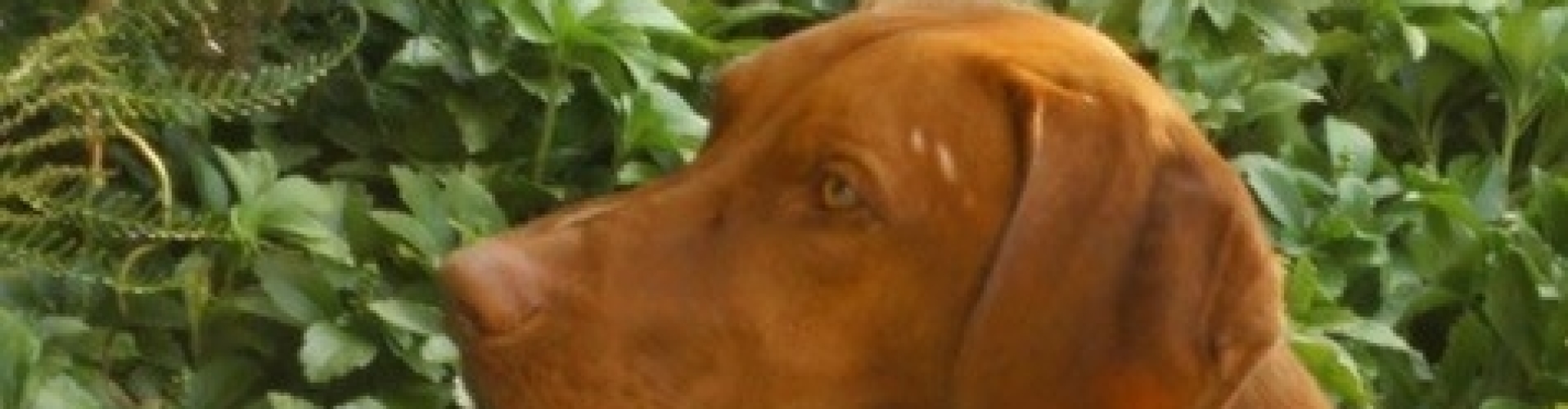 Joep in groen