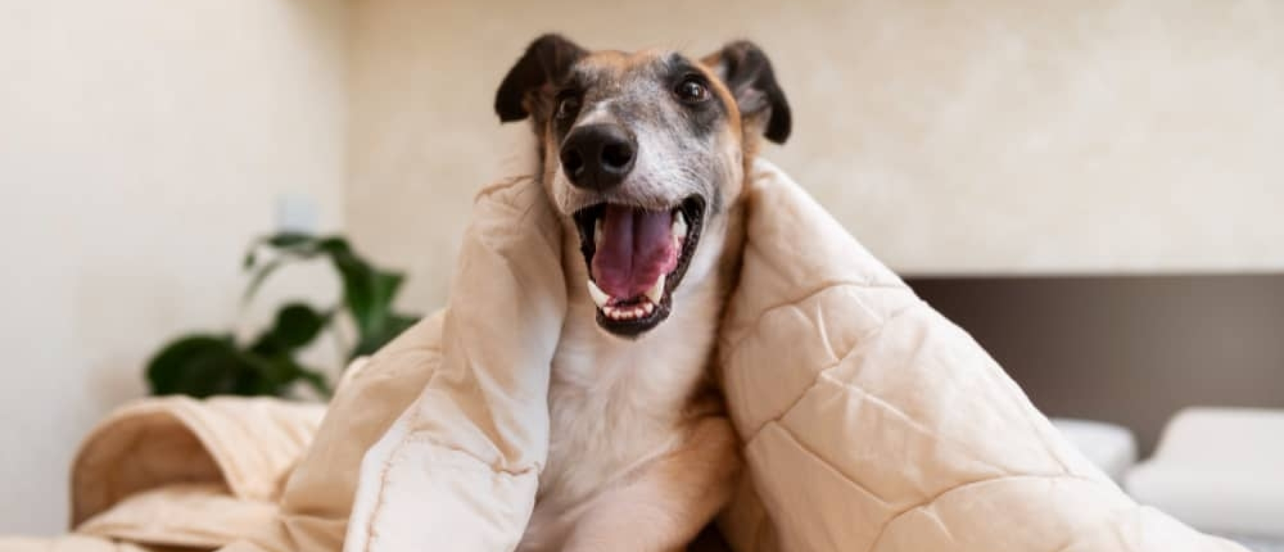 De Honden Slaapzak: Een Must-Have voor je Vierpotige Vriend