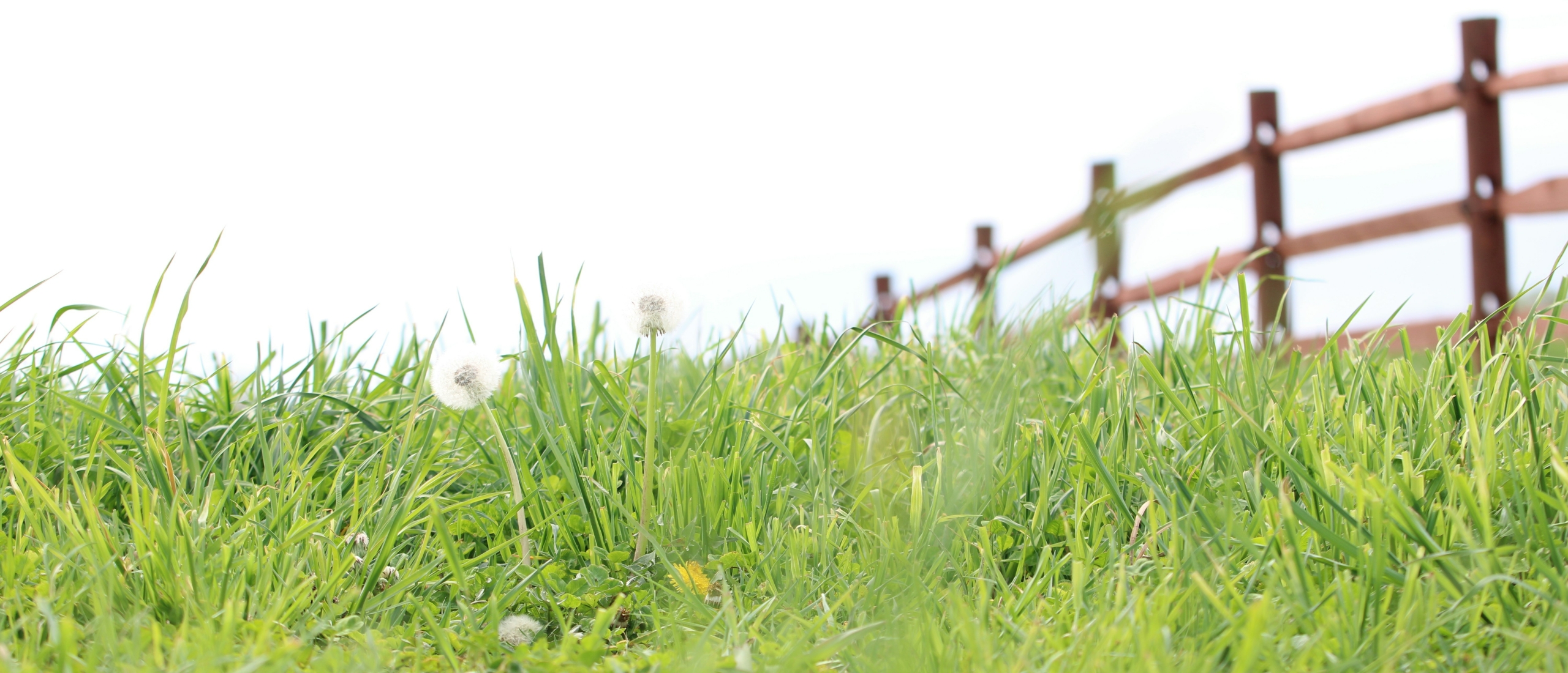 Van het hek naar het weiland