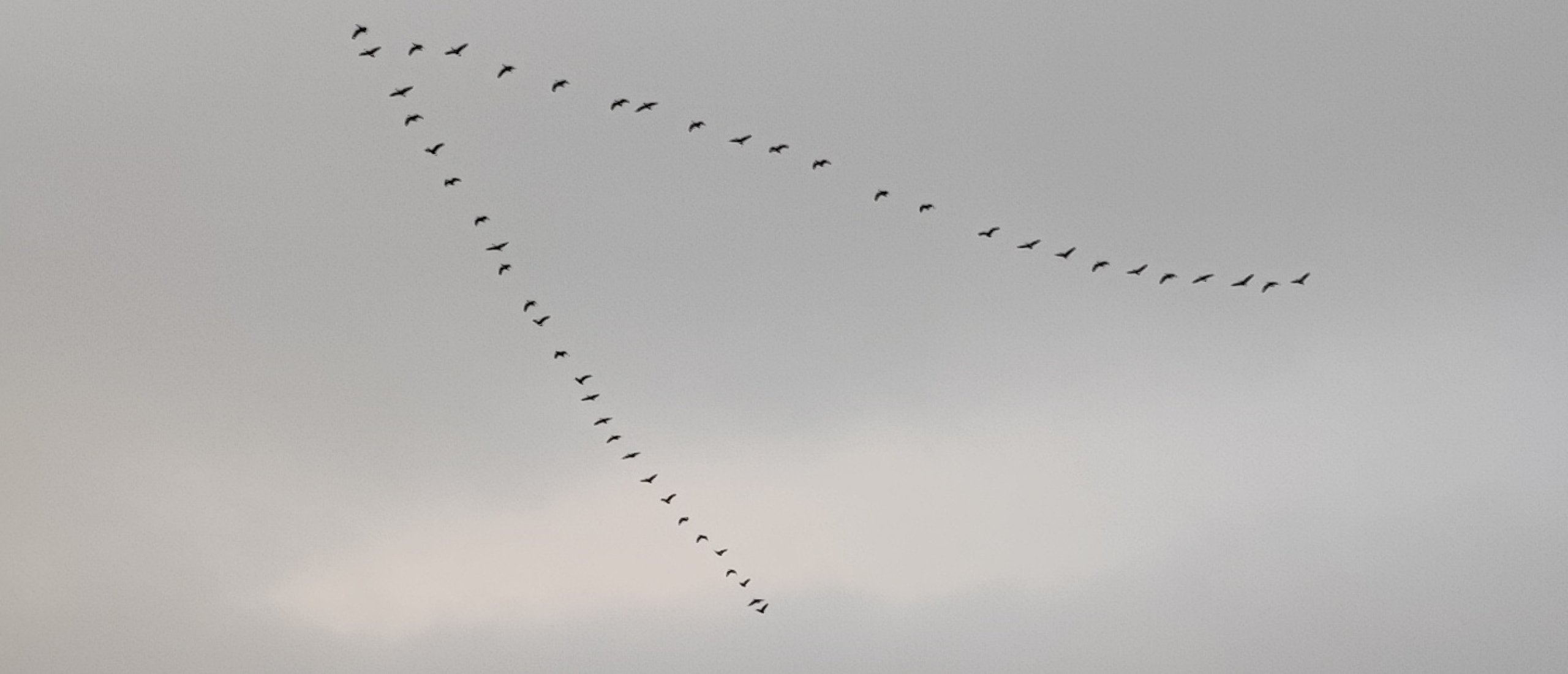 Groepsdynamiek in vogelvlucht