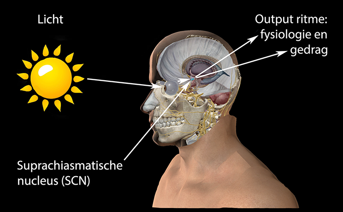 Suprachiasmatische nucleus Suprachiasmatische nucleus
