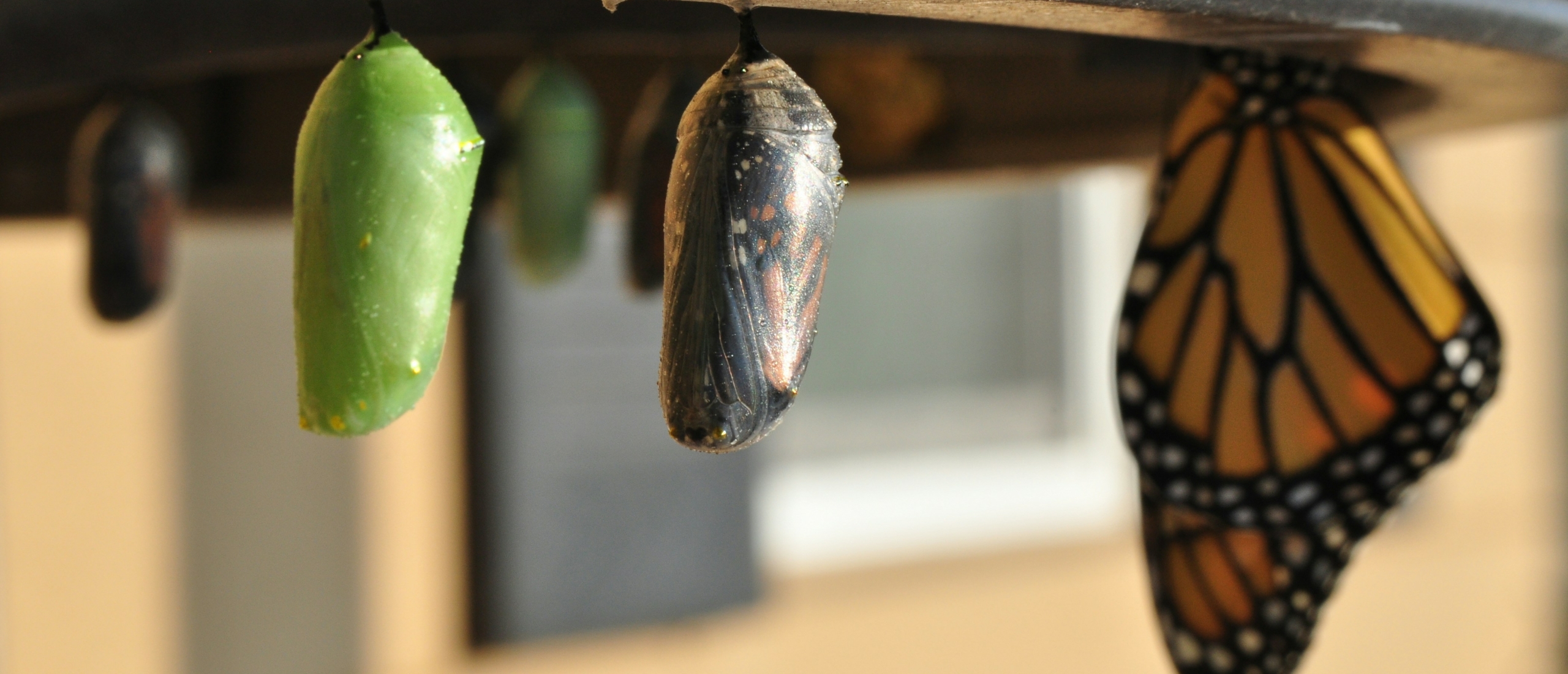 Leven na burn-out: sterker dan ervoor