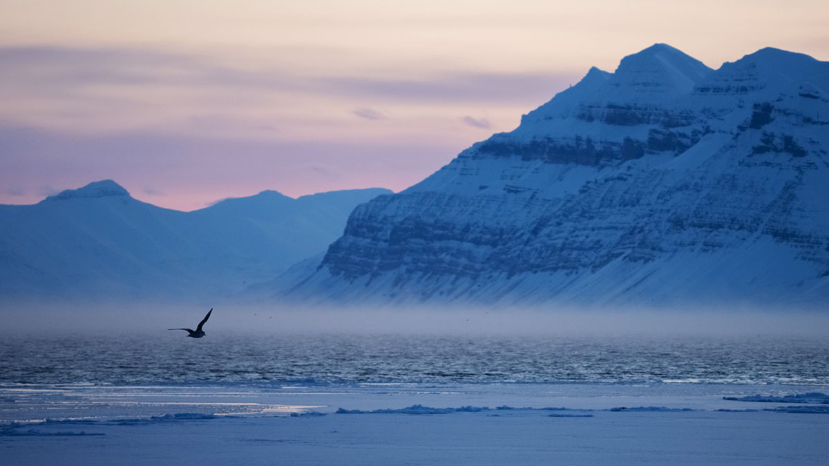 Spitsbergen winter vogels