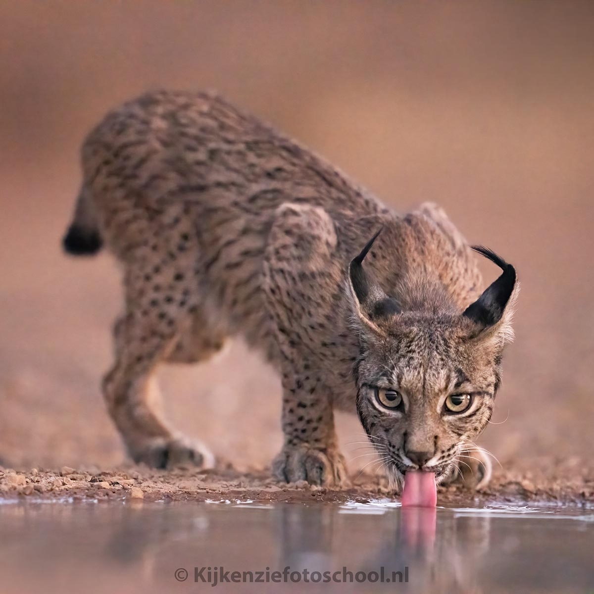 iberische lynx drinken Spanje