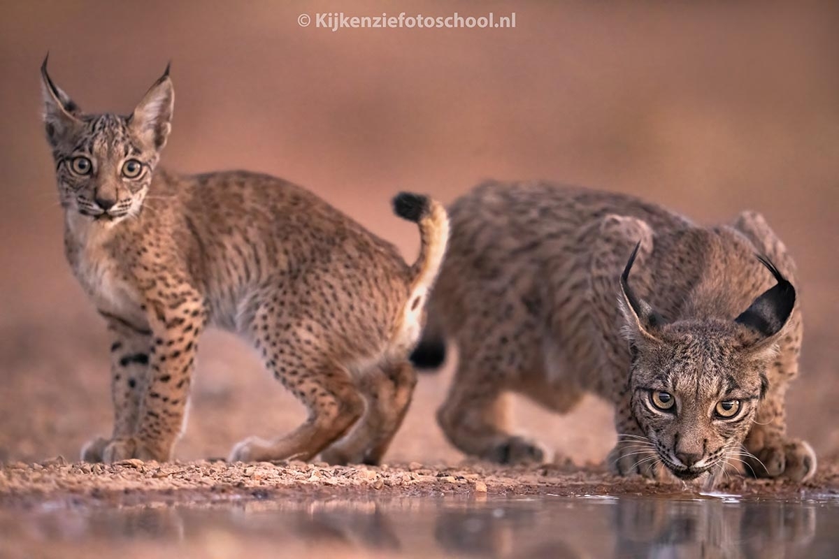 Iberische lynx met welp drinken Spanje