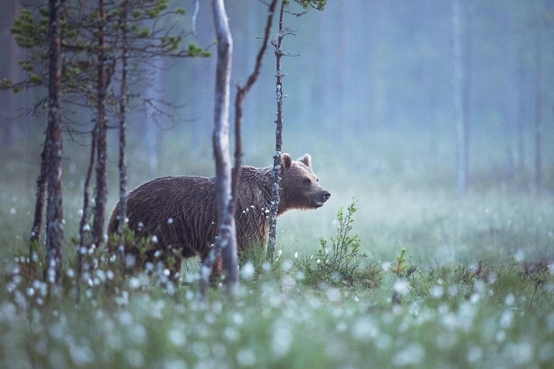 Beren fotograferen finland zomer