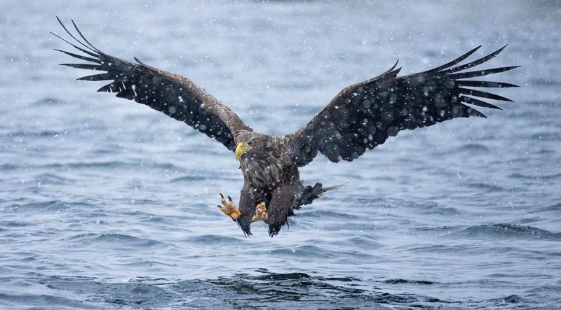 sea eagle winter