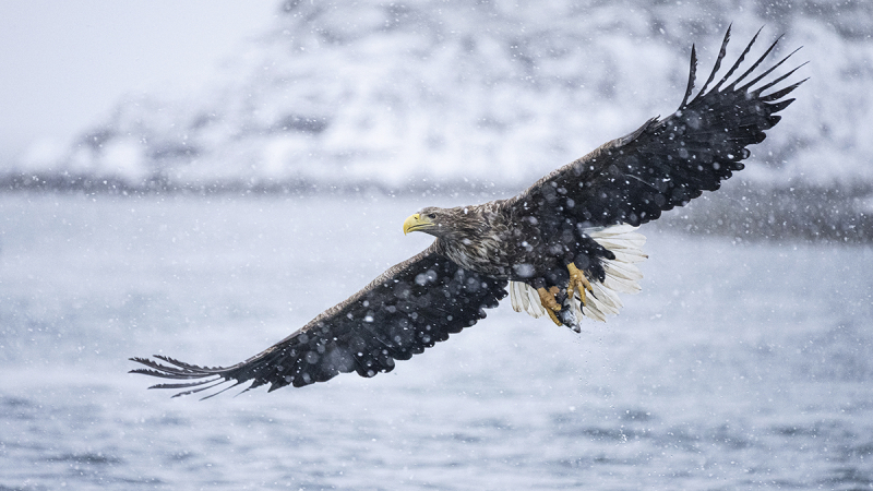 Arend sneeuw winter Lofoten sea eagle