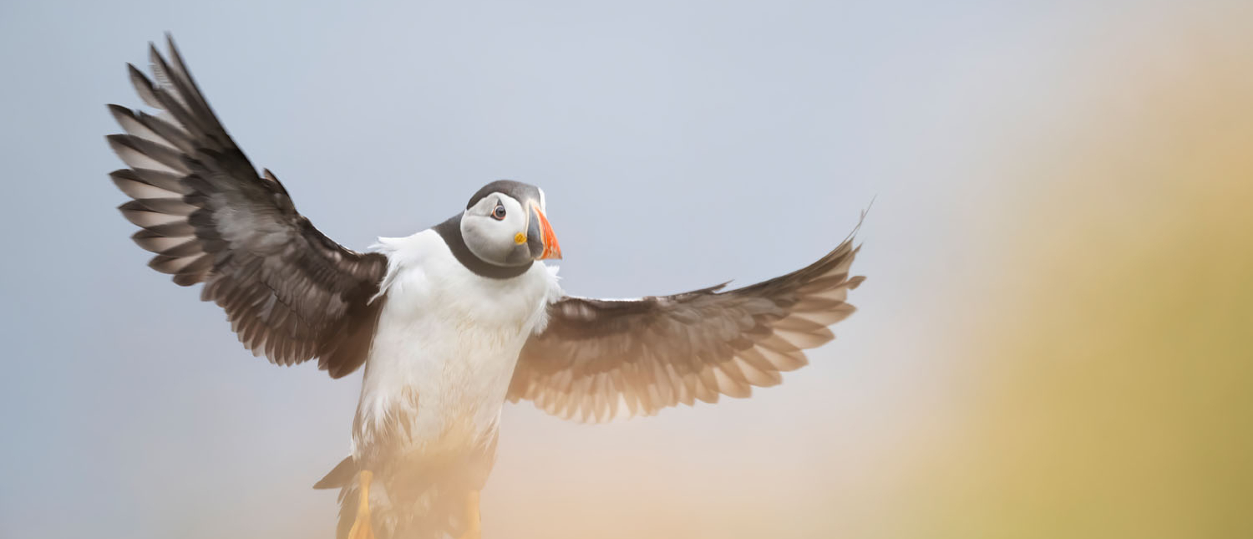 Papegaaiduikers Shetland: Top 10 foto's