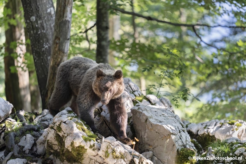Waar fotografeer je het beste beren?