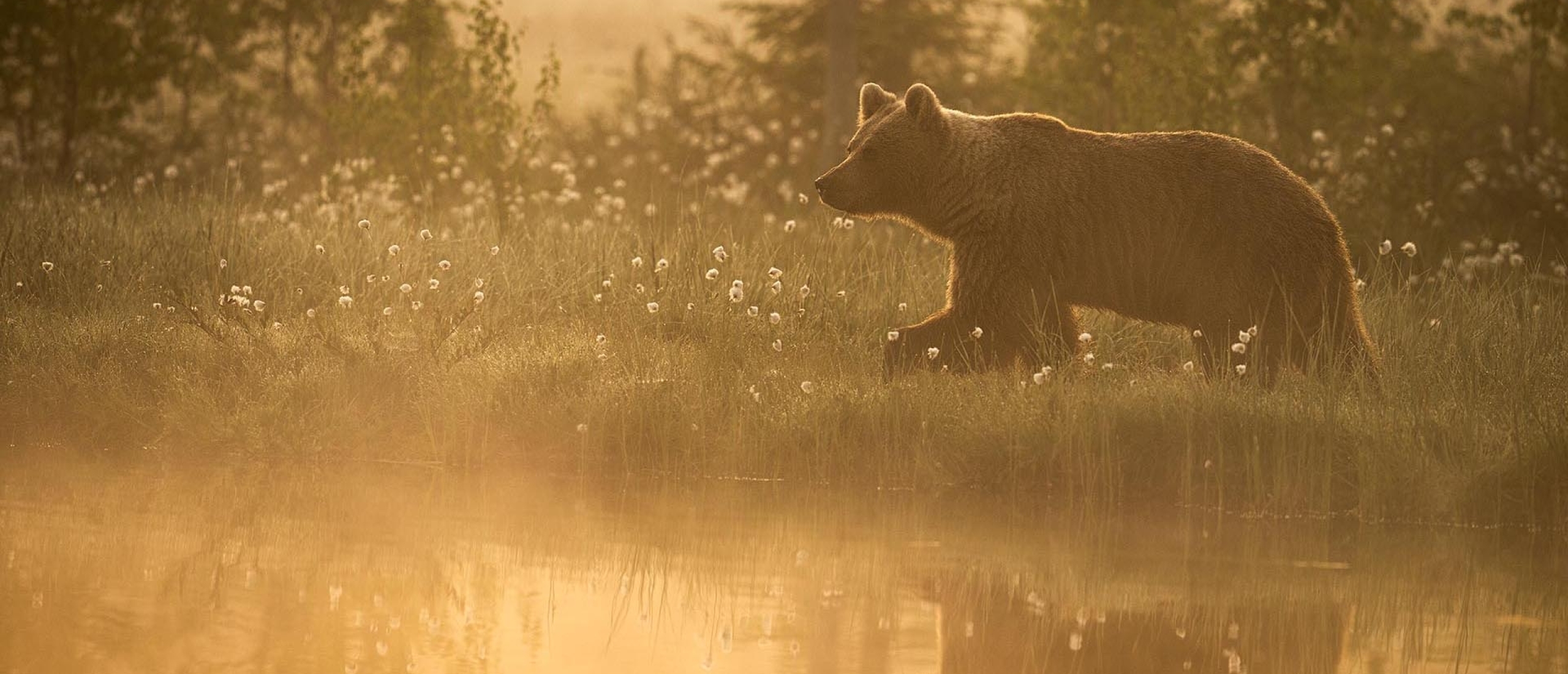 Beren fotograferen Finland (zomer) - Welke foto is jouw favoriet?