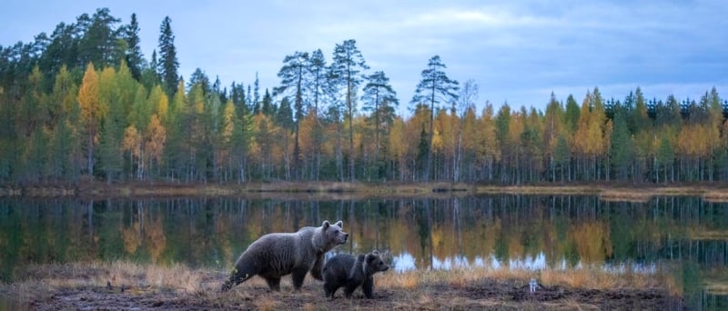 Beren fotografie Wild Brown Bear Bear Centre Finland